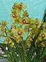 Tinonee-orchids-II 030
